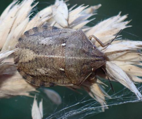 Eurygaster testudinaria